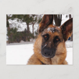 Postal Postcarta de Pastor Alemán