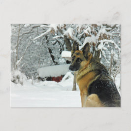 Postal Postcarta de Pastor Alemán