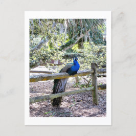 Postal Postcarta de Peacock restante