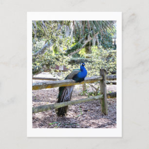 Postal Postcarta de Peacock restante