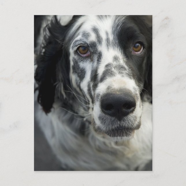 Postal Postcarta de perro de la instalación de inglés (Anverso)