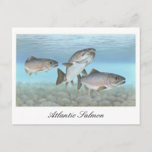Postal Postcarta de pintura de salmón del Atlántico