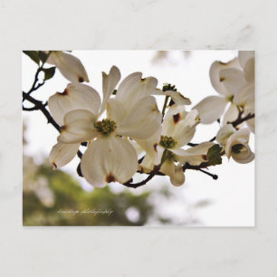 Postal Postcarta de primavera de Dogwood
