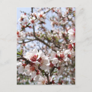 Postal Postcarta de primavera floreciente