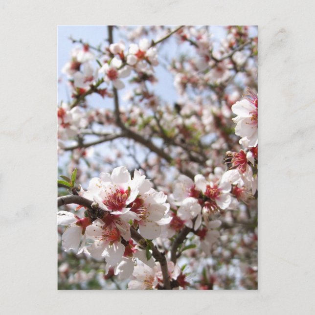 Postal Postcarta de primavera floreciente (Anverso)