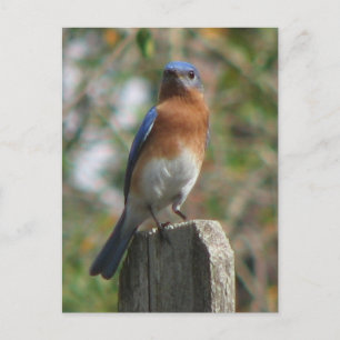 Postal Postcarta de Proud Bluebird