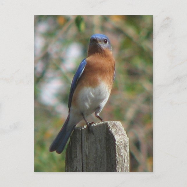 Postal Postcarta de Proud Bluebird (Anverso)