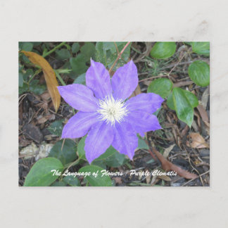 Postal Postcarta de Purple Clematis