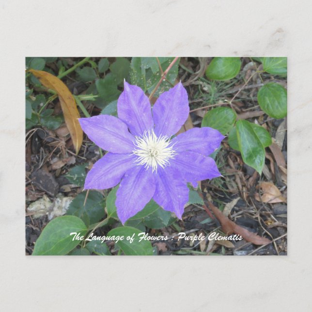 Postal Postcarta de Purple Clematis (Anverso)