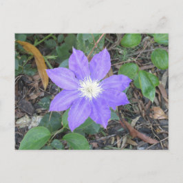 Postal Postcarta de Purple Clematis