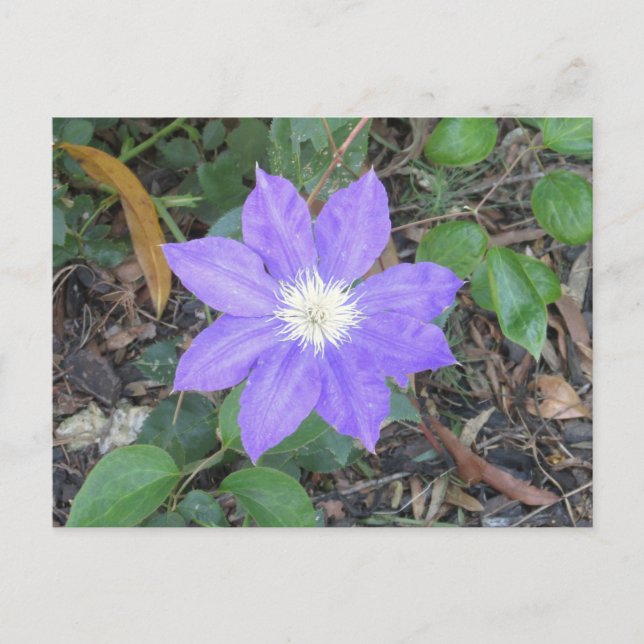 Postal Postcarta de Purple Clematis (Anverso)