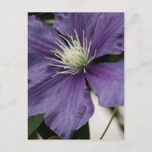 Postal Postcarta de Purple Clematis