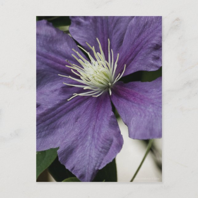 Postal Postcarta de Purple Clematis (Anverso)