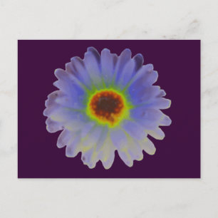 Postal Postcarta de Rainbow Marigold