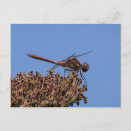 Postal Postcarta de Red Dragonfly DIY