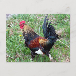 Postal Postcarta de Rooster en ejecución