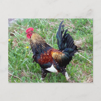 Postal Postcarta de Rooster en ejecución