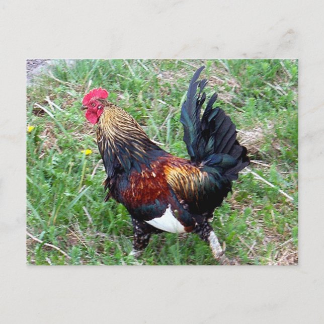 Postal Postcarta de Rooster en ejecución (Anverso)
