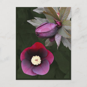 Postal Postcarta de Rosas de Cuaresma Púrpura