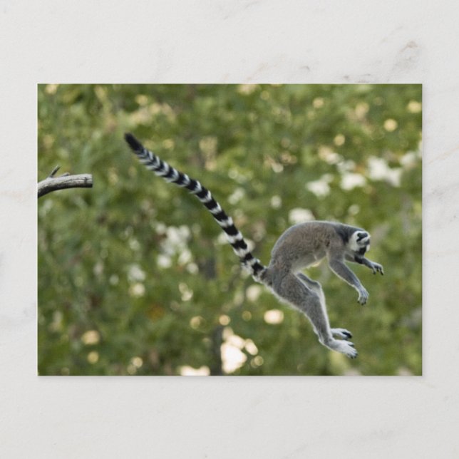Postal Postcarta de Salto de Lemur (Anverso)