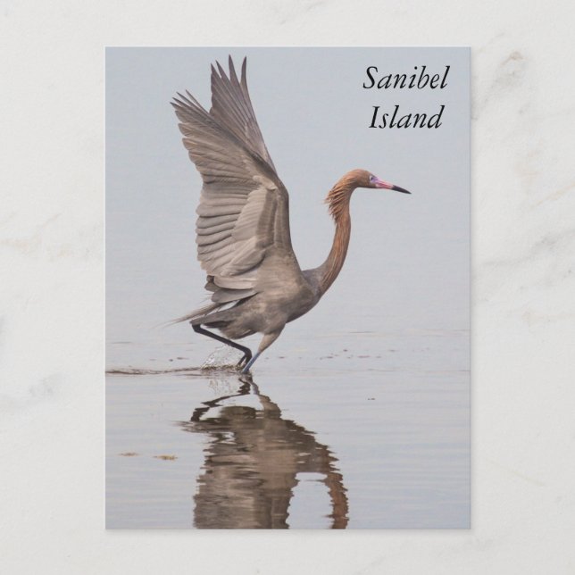 Postal Postcarta de Sanibel Reddish Egret (Anverso)