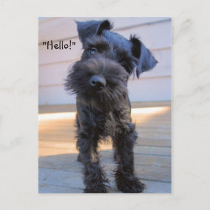 Postal Postcarta de Schnauzer Puppy en miniatura Bossy
