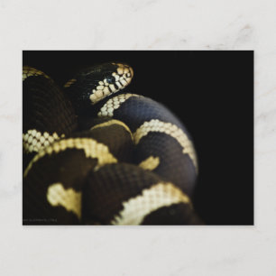 Postal Postcarta de serpiente del rey de California