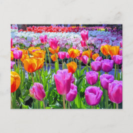 Postal Postcarta de Skagit Valley Tulip