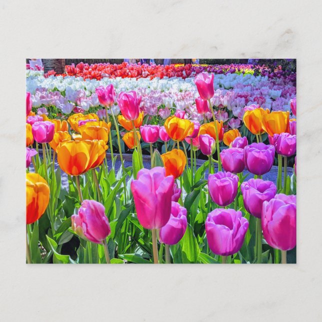 Postal Postcarta de Skagit Valley Tulip (Anverso)