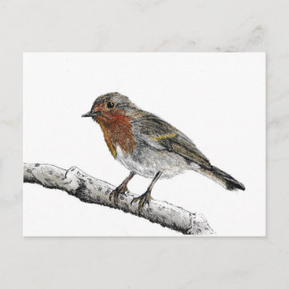 Postal Postcarta de sketch Robin Bird
