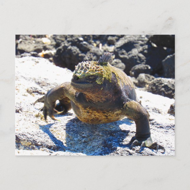 Postal postcarta de sonrisa de iguana galapagos (Anverso)