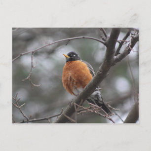 Postal Postcarta de Spring Robin
