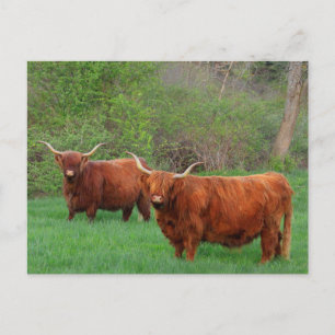 Postal Postcarta de Steer de Escocia Highland