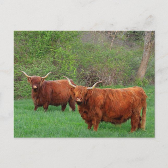 Postal Postcarta de Steer de Escocia Highland (Anverso)