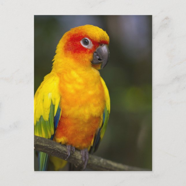 Postal Postcarta de Sun Conure Parrot (Anverso)