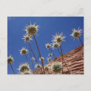 Postal Postcarta de Sun Thistle
