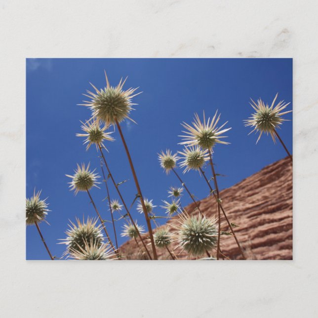 Postal Postcarta de Sun Thistle (Anverso)