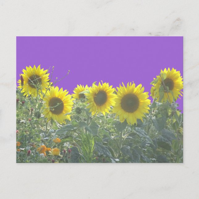 Postal Postcarta de Sunflower DIY (Anverso)