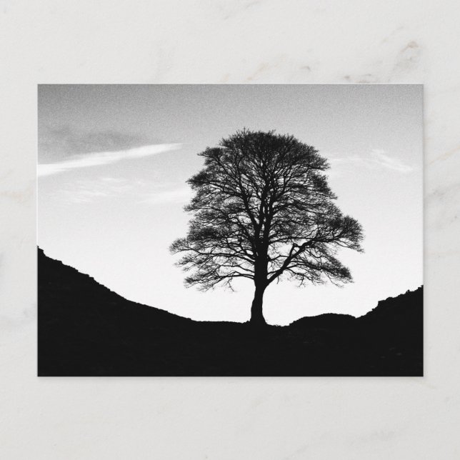 Postal Postcarta de Sycamore Gap (Anverso)