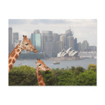 Postcarta de Sydney Giraffe