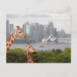 Postal Postcarta de Sydney Giraffe