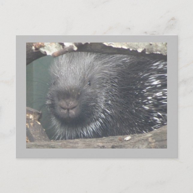 Postal Postcarta de texto de Cuto Porcupine Face DIY (Anverso)