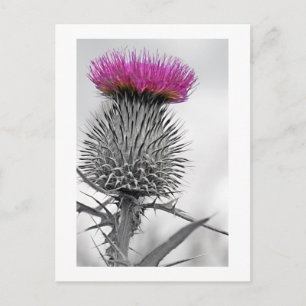 Postal Postcarta de Thistle de Escocia