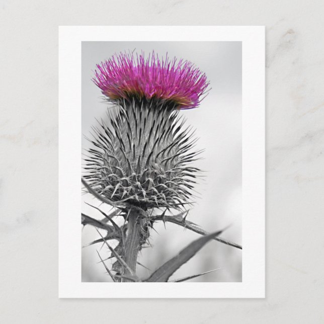 Postal Postcarta de Thistle de Escocia (Anverso)