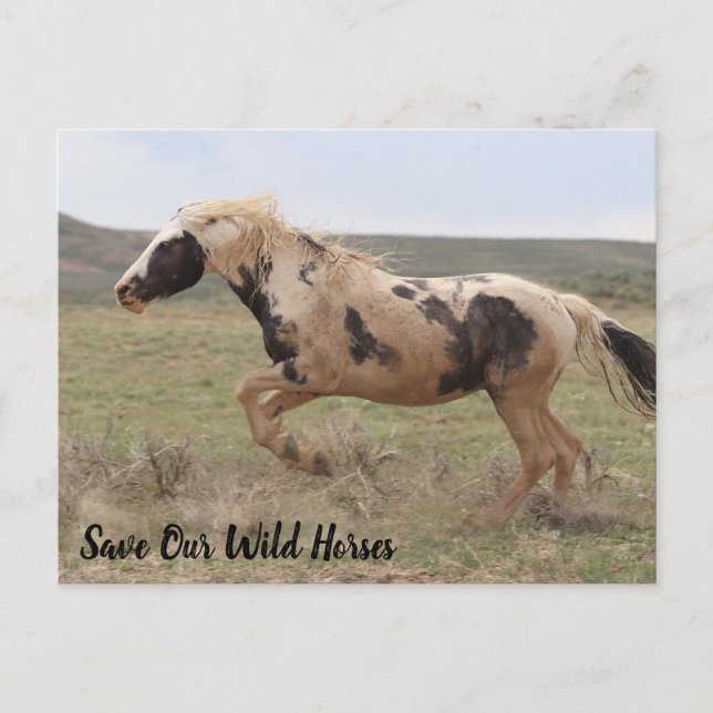 Postal Postcarta de Thor McCullough Peaks (Anverso)