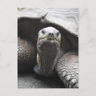 Postal Postcarta de Tortoise