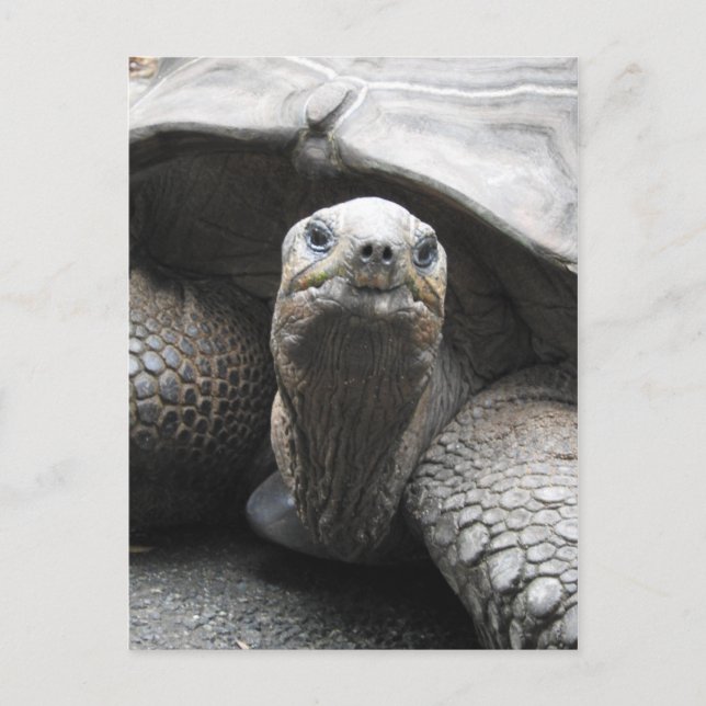 Postal Postcarta de Tortoise (Anverso)