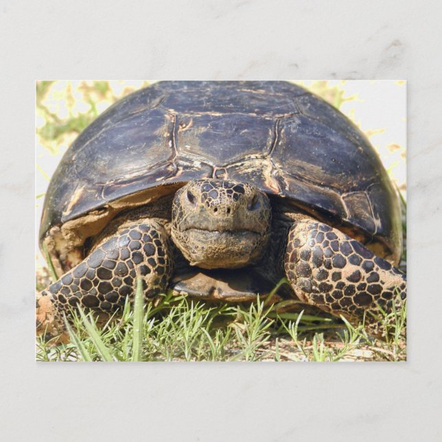 Postal Postcarta de Tortoise (Anverso)