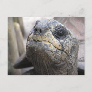 Postal Postcarta de Tortoise