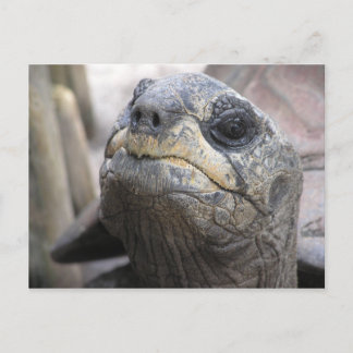 Postal Postcarta de Tortoise